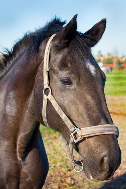 馬のクローズ アップの肖像画 - 写真・画像