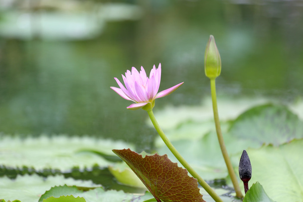 Fleurs de Lotus rose dans l'étang, nénuphar dans le parc public
. - Photo, image