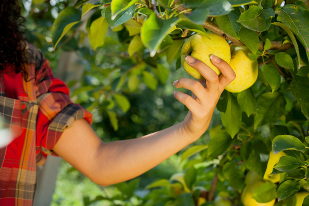 woman picking green apples in an orchard. - Foto, Imagem