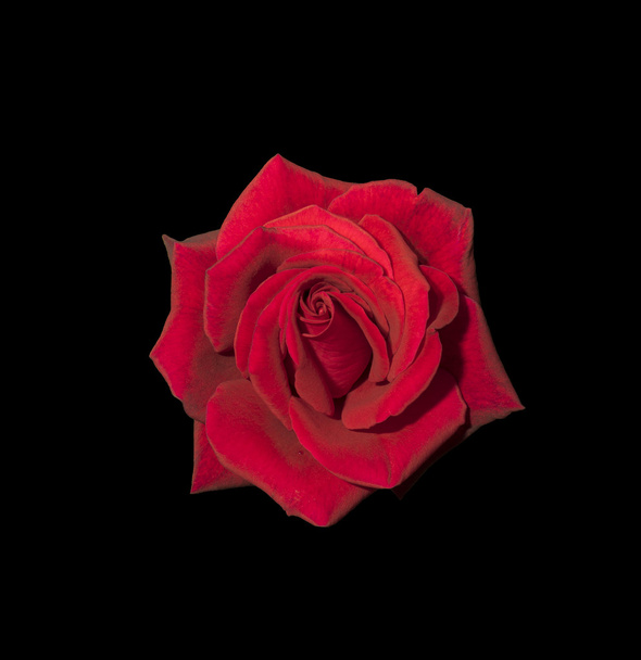 Red rose. isolated. - Zdjęcie, obraz