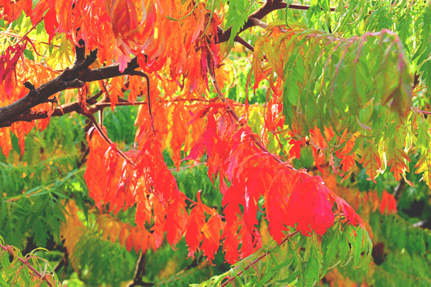 couleur plein automne automne fond texture
 - Photo, image