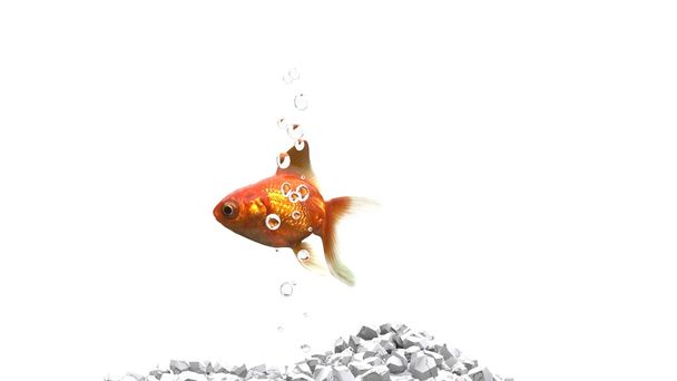 Золотая рыба - белая галька - пузырьки воздуха - изолированы на белом фоне
 - Фото, изображение