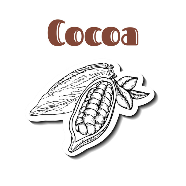 Cocoa bean white - Вектор, зображення