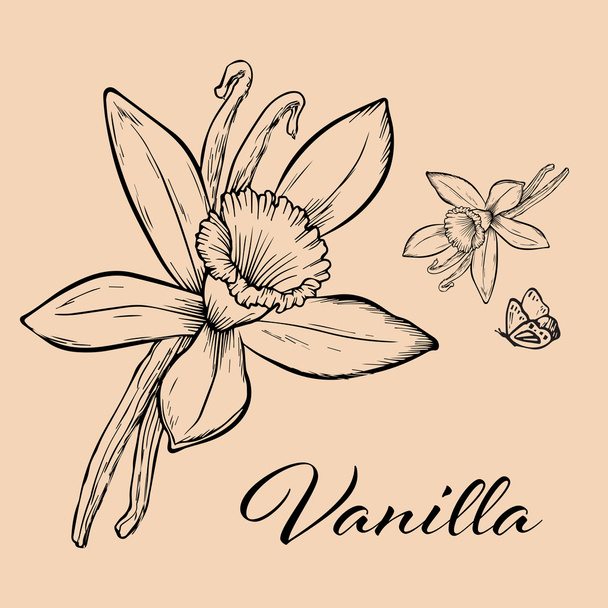 Vanilla pods and flower - Vector, imagen