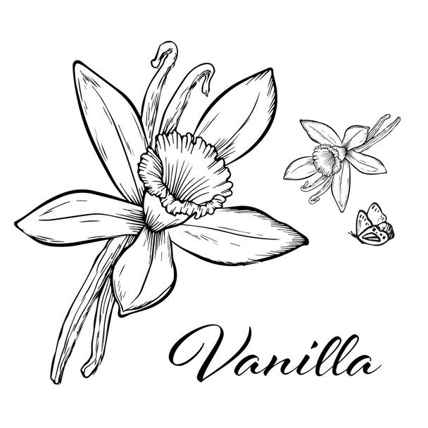 Βανίλια Pods και λουλούδι - Διάνυσμα, εικόνα