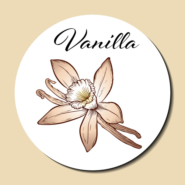 Vanilla pods and flower - Vector, Image