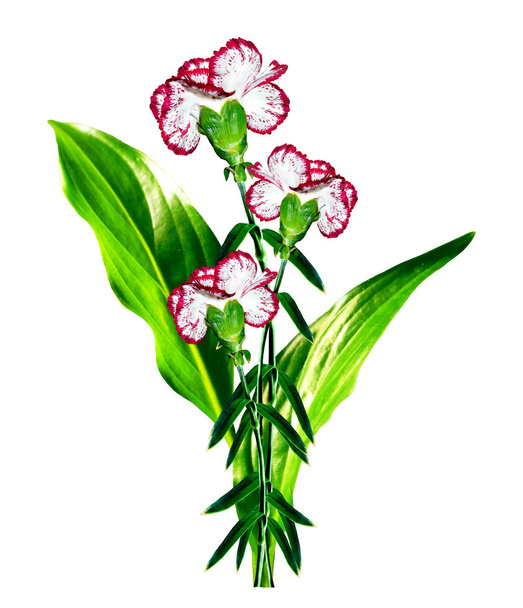 Bouquet di garofano fiori
. - Foto, immagini