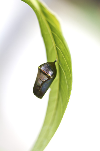 Chrysalis van vlinder - Foto, afbeelding