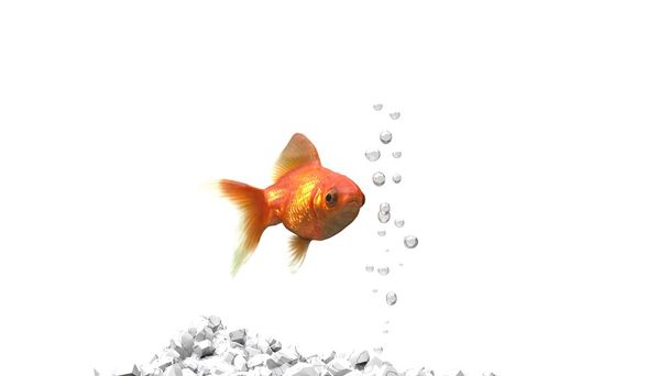 Золотая рыба - белая галька - пузырьки воздуха
 - Фото, изображение