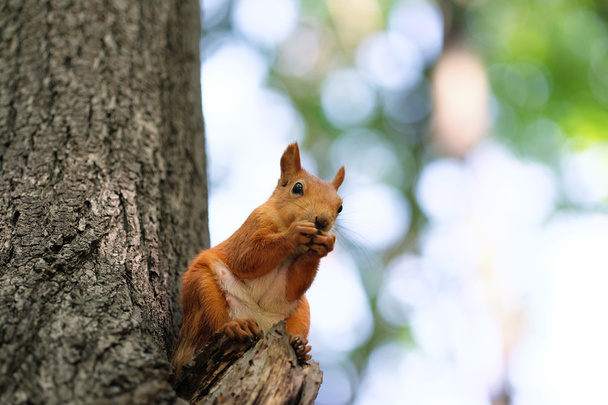 Orava syö pähkinää
 - Valokuva, kuva