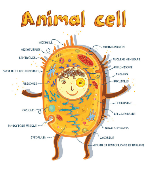 animal cell anatomy - Vector, Image
