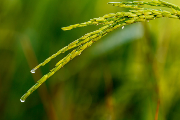 Крупним планом зелений рис
.  - Фото, зображення