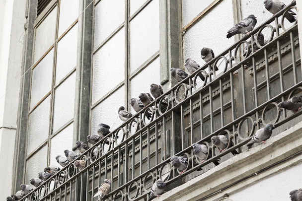 Pigeons in window - Fotoğraf, Görsel
