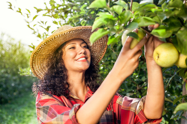 Beautiful young woman picking ripe organic apples - Фото, зображення