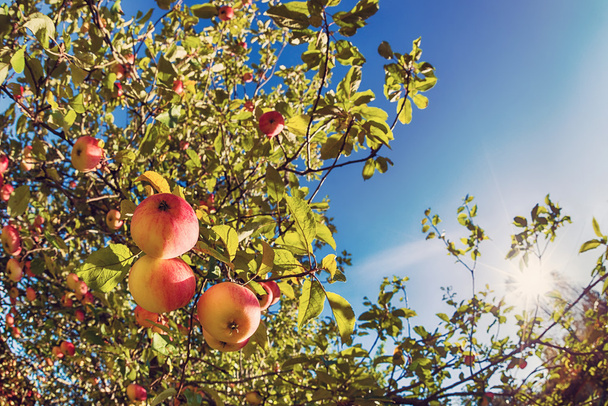 Upward view of an apple tree against blue sky - Photo, Image