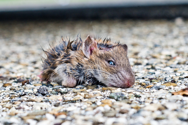 dirty small mouse out of the sewers - Photo, Image