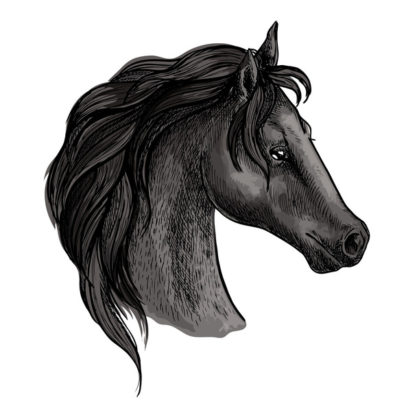 Černý koně hlavou skica portrét - Vektor, obrázek