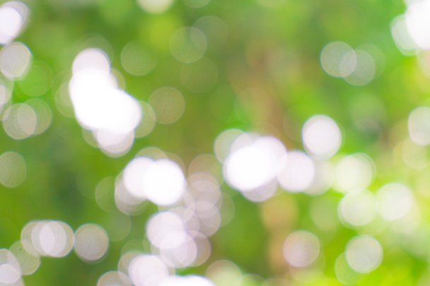 Árbol verde fondo borroso con haz de sol, Escena natural
 - Foto, Imagen