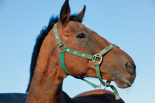 портрет коня на фоні блакитного неба
 - Фото, зображення