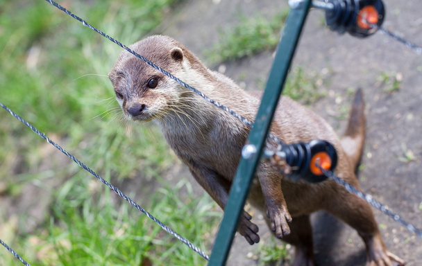 Otter in gevangenschap is op zoek door het hek van zijn kooi - Foto, afbeelding