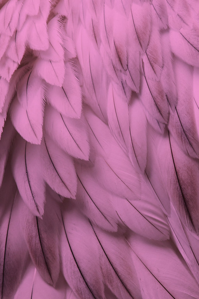 Rosa pluma esponjosa primer plano
 - Foto, Imagen