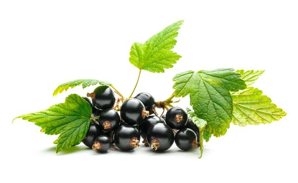 grosella negra fresca con hojas
 - Foto, imagen