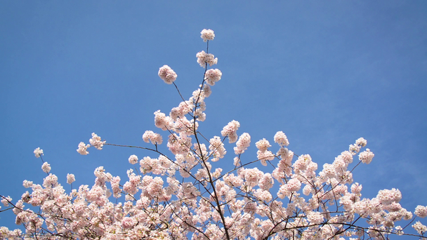 Kiraz çiçekleri ve mavi gökyüzü - Video, Çekim