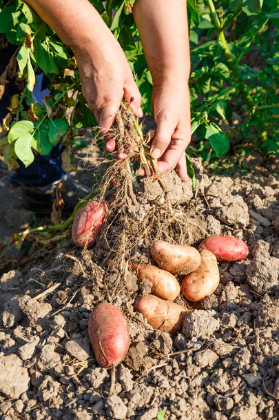 Jeunes pommes de terre dans le sol
 - Photo, image