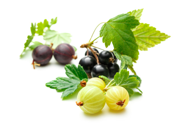 Fresh black currant with gooseberry - Photo, Image