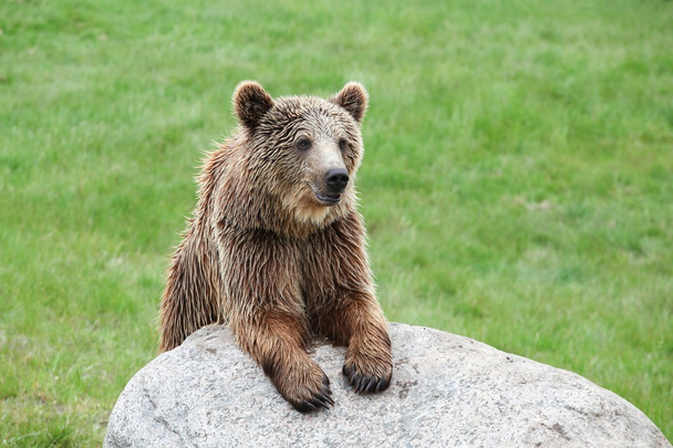 oso pardo en la naturaleza  - Foto, imagen