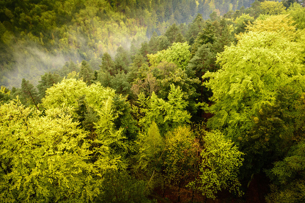 Зелений великий ліс в горах
 - Фото, зображення