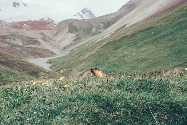 Marmot koira vuorilla
 - Valokuva, kuva
