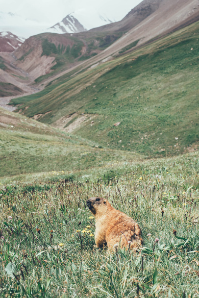 Marmot dog in mountains - Foto, afbeelding