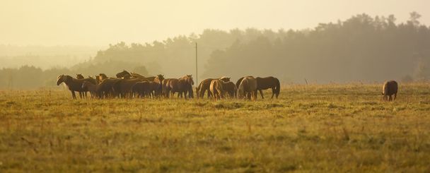 Cavalli nel campo all'alba
 - Foto, immagini