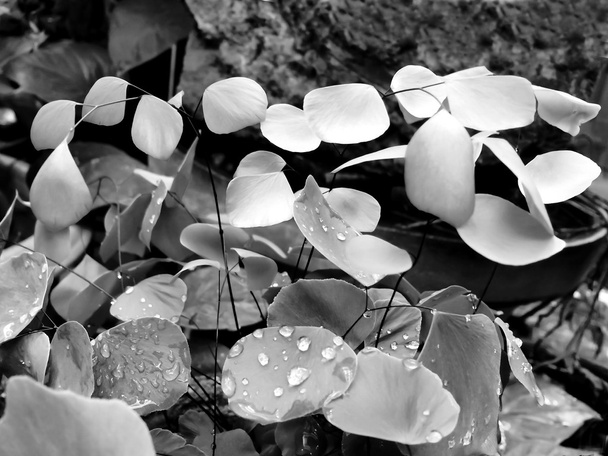 Black and White of Ferns Background. - Photo, Image