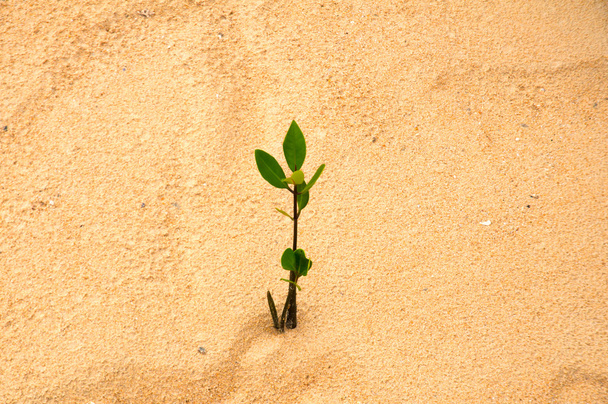 junge grüne Pflanze wächst am weißen Sandstrand. - Foto, Bild