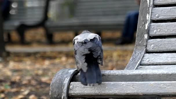 One Hooded Crow Sitting on the Bench in Slow Motion. - Séquence, vidéo