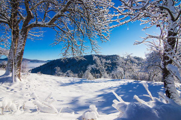 talvi maisema aamulla
 - Valokuva, kuva