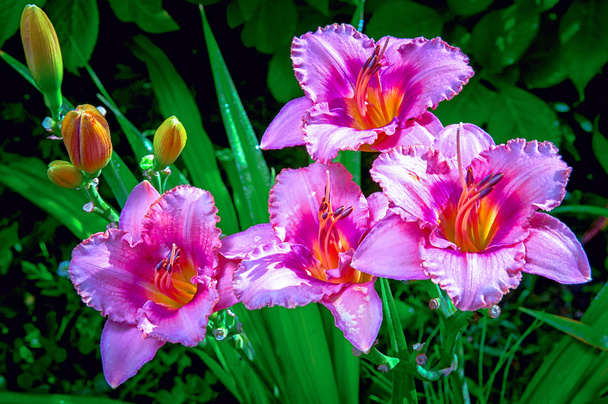 Ροζ Daylily ανθισμένα κήπο - Φωτογραφία, εικόνα
