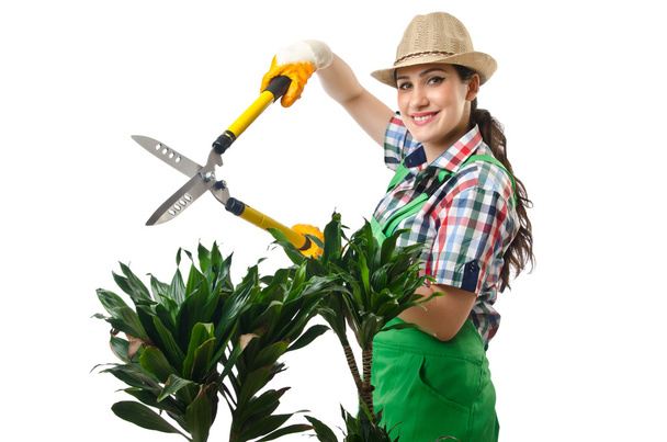 Woman gardener trimming plans on white - Photo, Image