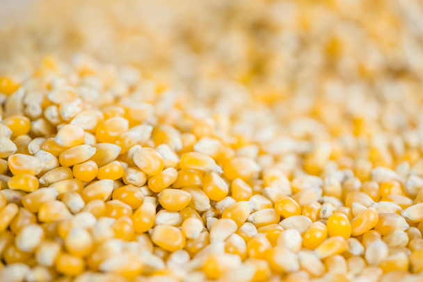 Corn, background image - Foto, Imagem