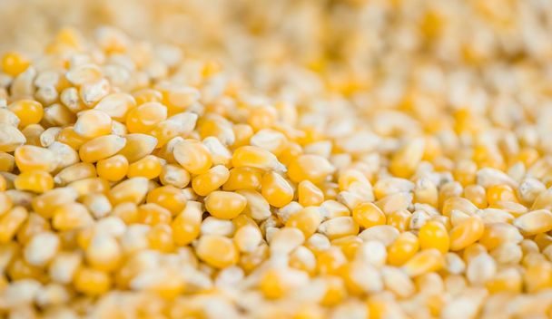 Corn, background image - Foto, Imagen