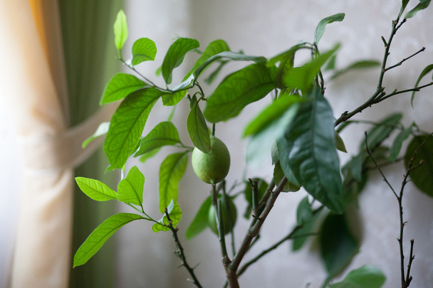 zeleného citrón strom - Fotografie, Obrázek