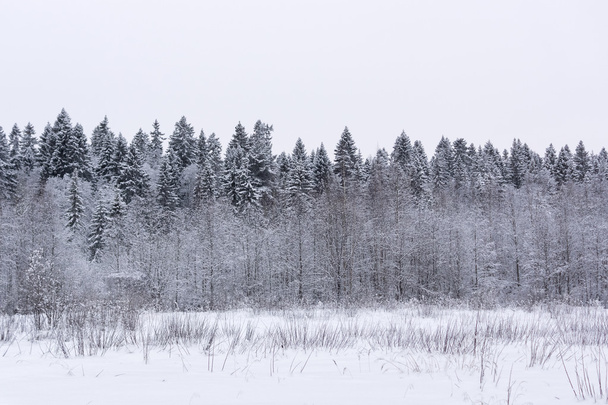 Snowy fir forest - 写真・画像
