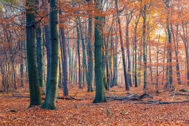 Mglisty las jesienią - Zdjęcie, obraz