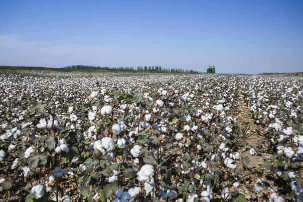  Autumn cotton ground - Photo, Image