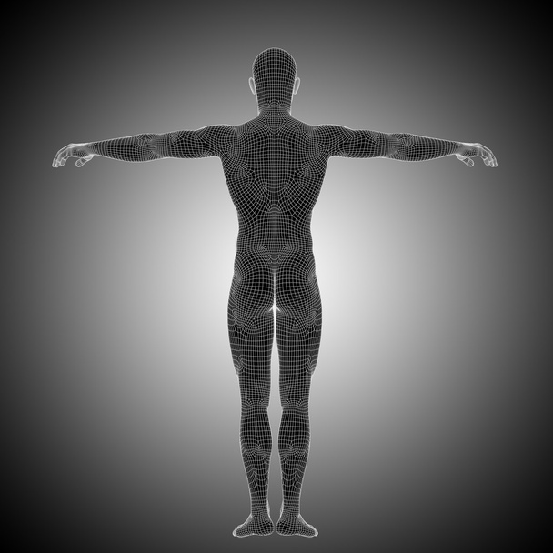  human  male anatomy - Photo, Image