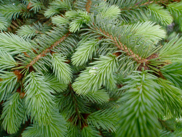 close-up van een groenblijvende boom - Foto, afbeelding