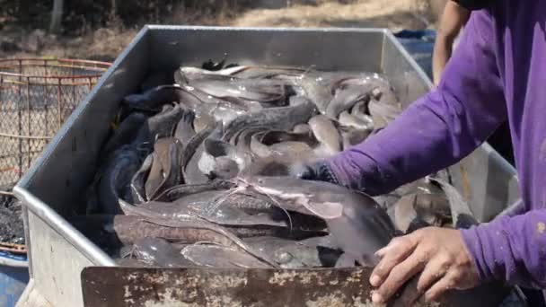Ταϊλανδός ψαράς διαλογής ζωντανών Ποταμίσια ψάρια - Πλάνα, βίντεο