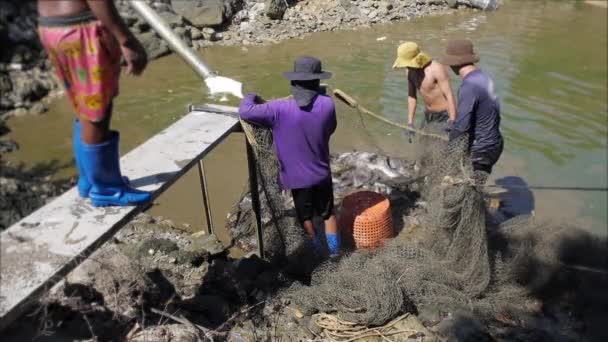 Fischer ziehen Netz und sammeln Flussfische - Filmmaterial, Video